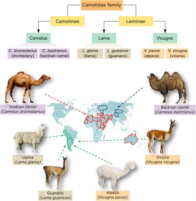 camel hump camelidae bactrian water camels humps adaptation camelids biological frontiersin dromedary camelus mammals genetics